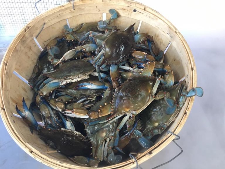 Crabs XLarge Ocean City MD Crab House Hooper's Crab House